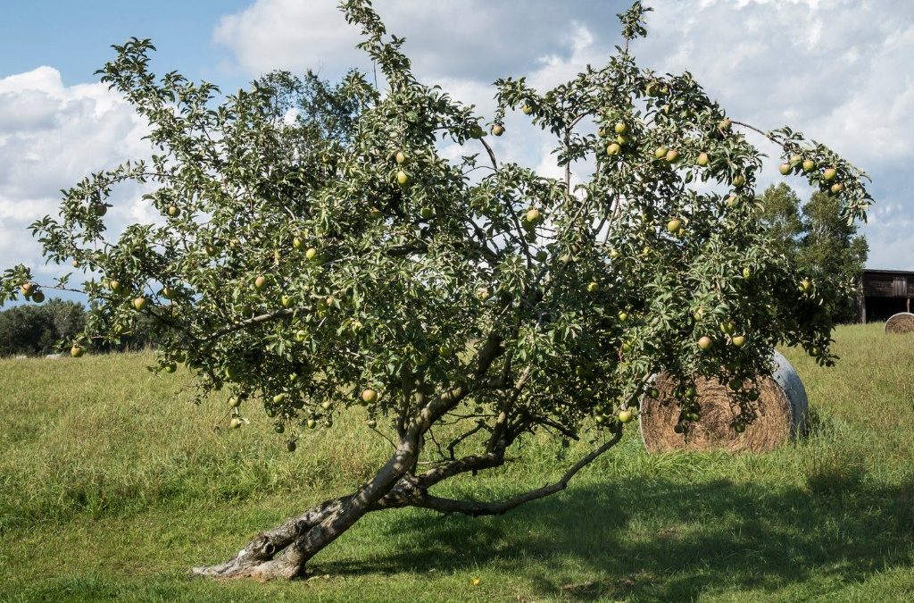 Grandma’s Apple Tree
